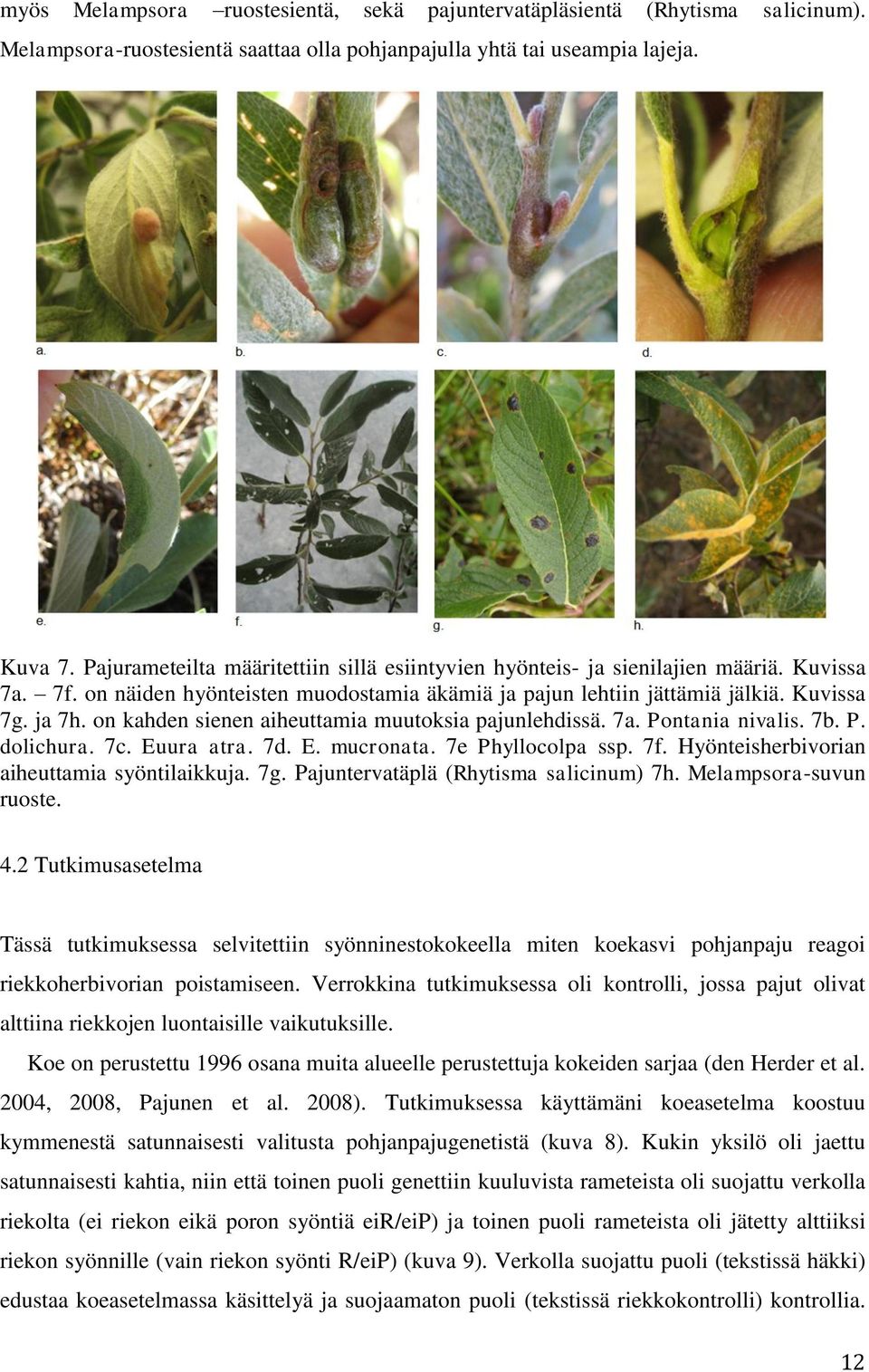 on kahden sienen aiheuttamia muutoksia pajunlehdissä. 7a. Pontania nivalis. 7b. P. dolichura. 7c. Euura atra. 7d. E. mucronata. 7e Phyllocolpa ssp. 7f. Hyönteisherbivorian aiheuttamia syöntilaikkuja.