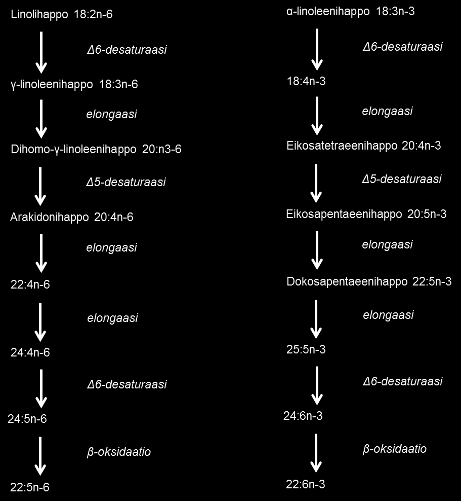 8 Kuva 1. Linolihapon ja alfalinoleenihapon metaboliareitit elimistössä.