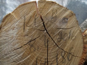 lämpötilassa Sydänpuu on pintapuuta ja oksia kuivempaa Vettä ja haihtuvia aineita on puun eri