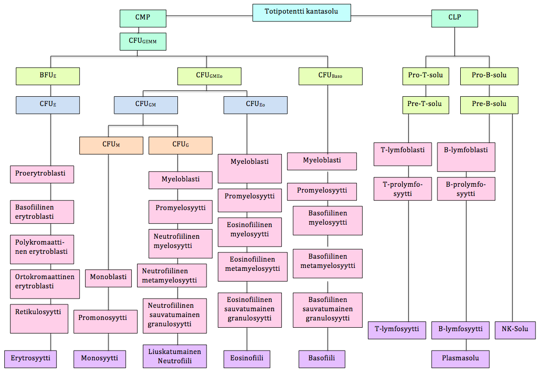 14 syytti, monosyytti ja megakaryosyytti, koska CFU GEMM -solusta tuotetaan kaikkia näitä soluja. (Vilpo 2010, 16-17.) GFU GEMM kantasolusta muodostuu BFU E, CFU GMEo ja CFU Baso solut.
