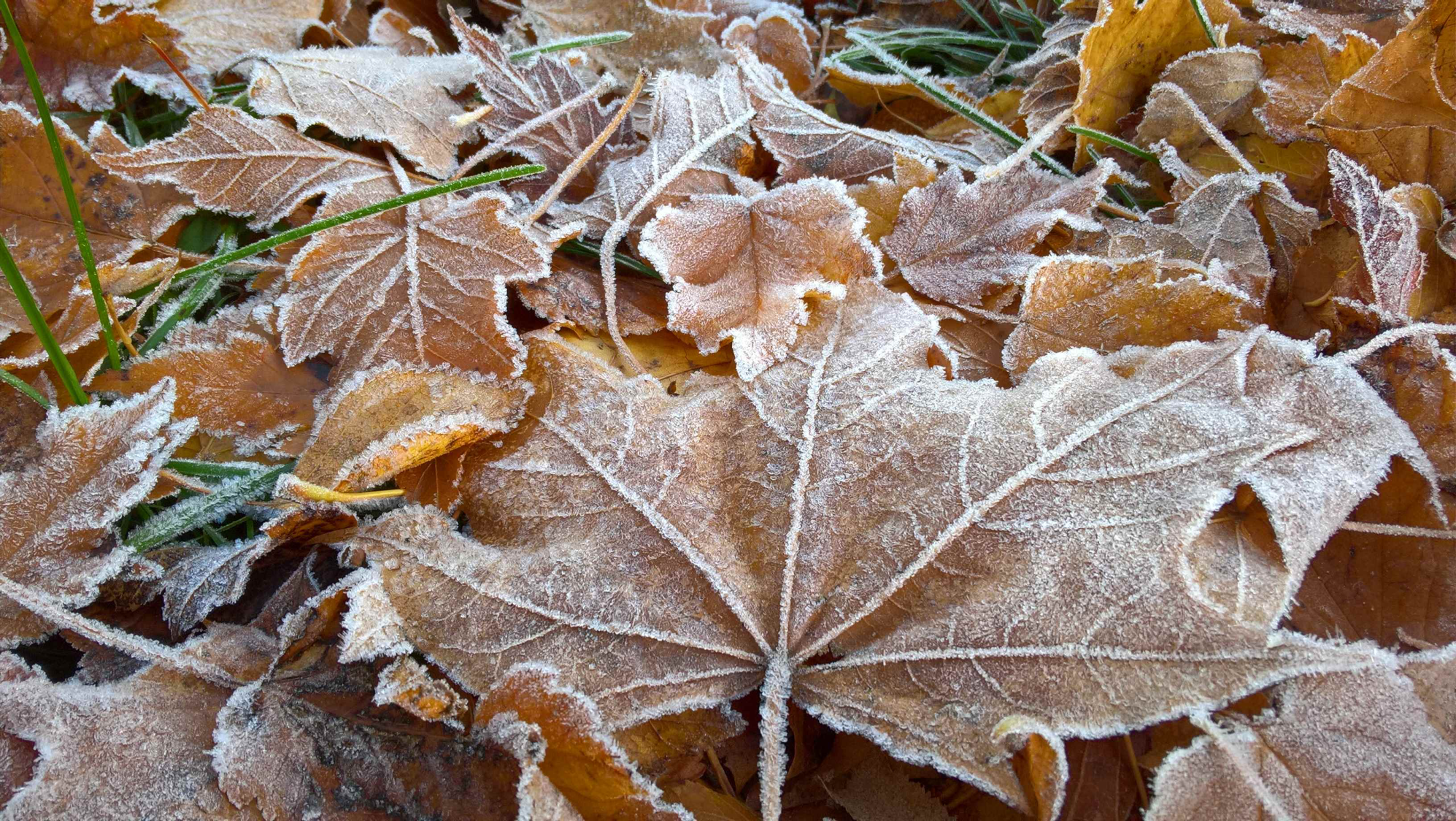 FILIA HELSINGIN EVANKELISLUTERILAINEN