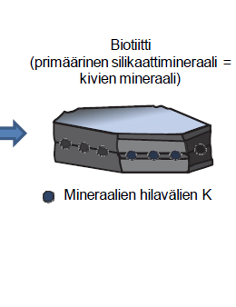 Kalium maassa: kiilteet vs maasälpä Ei näy viljavuuskaliumanalyysissä Näkyy reservikaliumanalyysissä On nurmikasvien