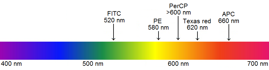 27 sitoivat valoa yhdellä aallonpituudella ja emittoivat monilla eri aallonpituuksilla fluoresenssivaloa. Virtaussytometriassa on käytettävissä erilaisia fluorokromeja (Rahman 2005, 9).