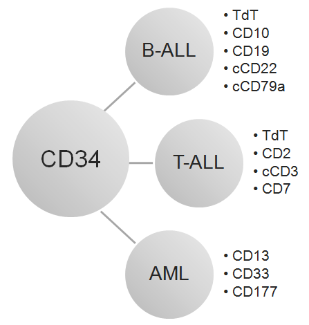 52 esiintyy B-solulinjassa, T-soluilla näitä on vähemmän. Akuutissa myeloisessa leukemiassa tyypilliset immunofenotyypit ovat CD13 +, CD33 + ja CD117 +.