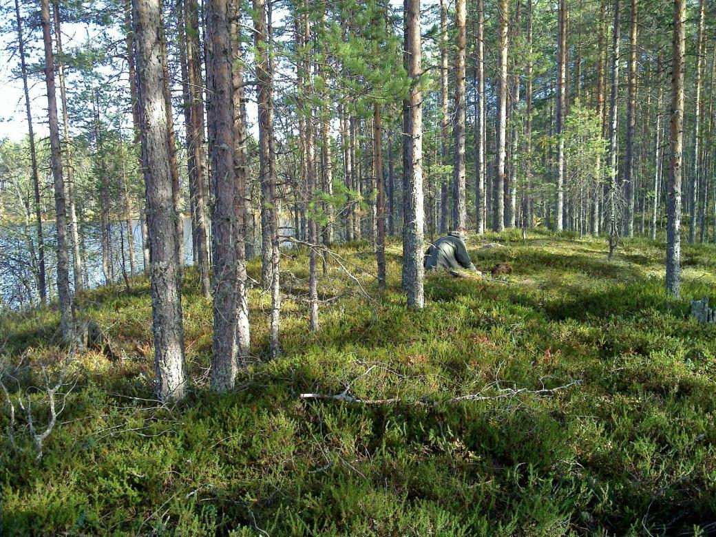 Sen keskellä on matala laakea painanne, halkaisijaltaan runsaat 3 m. Koekuopassa vahva n.