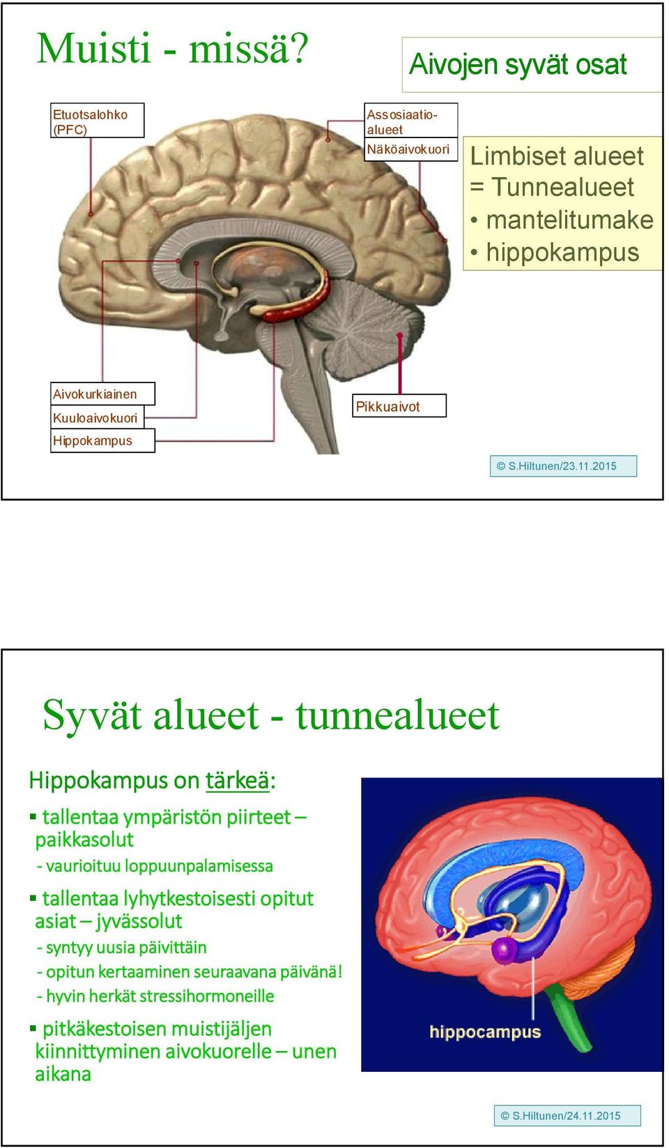 Pikkuaivot Kuuloaivokuori Hippokampus http://www.shockmd.