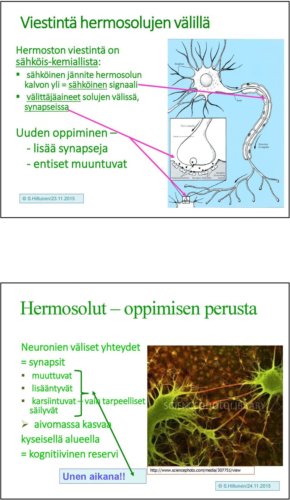 Hermosolut oppimisen perusta Neuronien väliset yhteydet = synapsit muuttuvat lisääntyvät karsiintuvat vain tarpeelliset