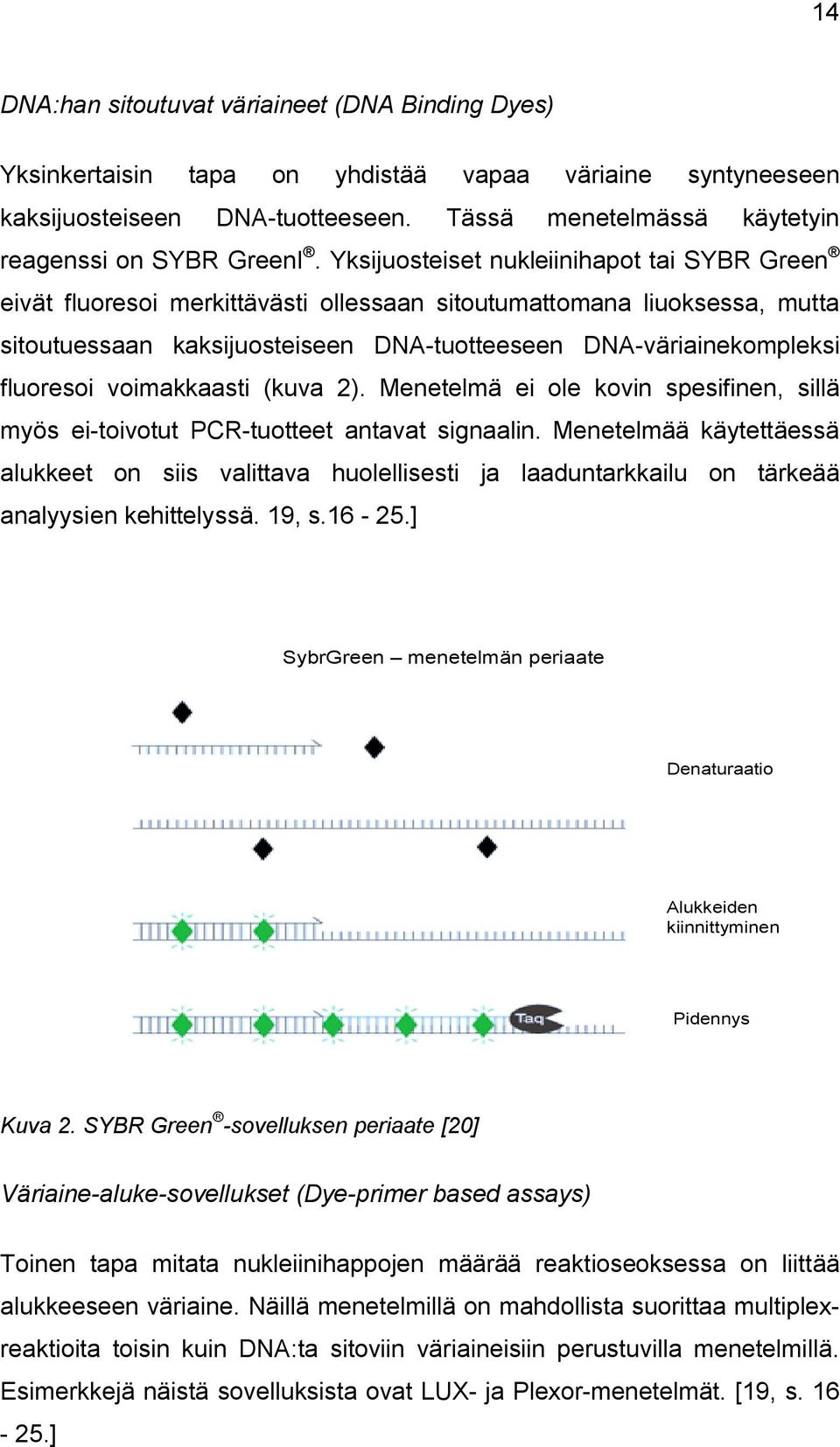 voimakkaasti (kuva 2). Menetelmä ei ole kovin spesifinen, sillä myös ei-toivotut PCR-tuotteet antavat signaalin.