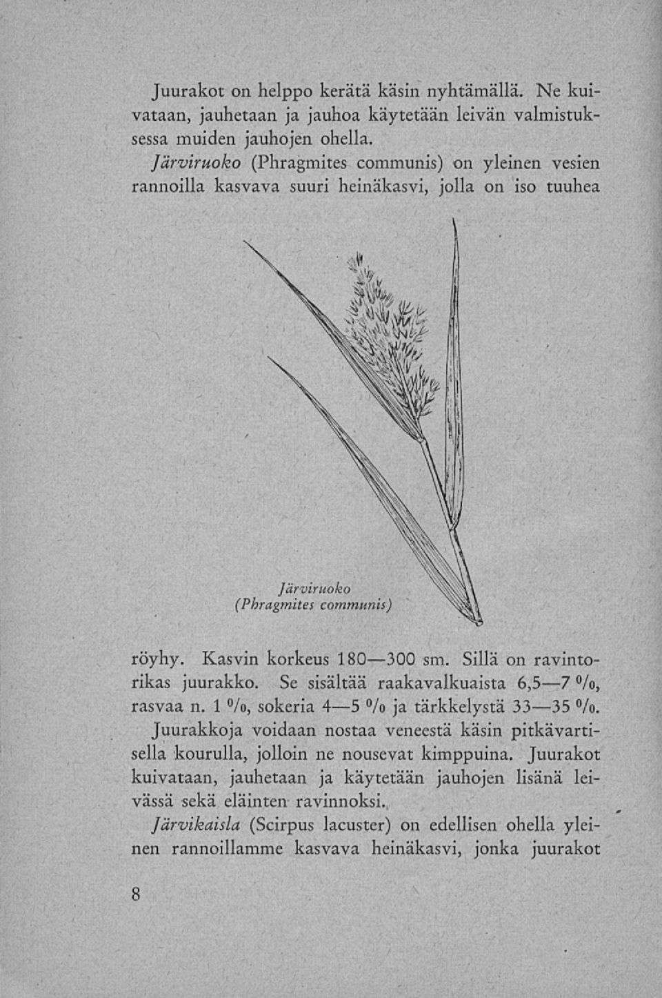 Kasvin korkeus 180 300 sm. Sillä on ravintorikas juurakko. Se sisältää raakavalkuaista 6,5 7 %, rasvaa n. 1%, sokeria 4 5 %ja tärkkelystä 33 35 %.