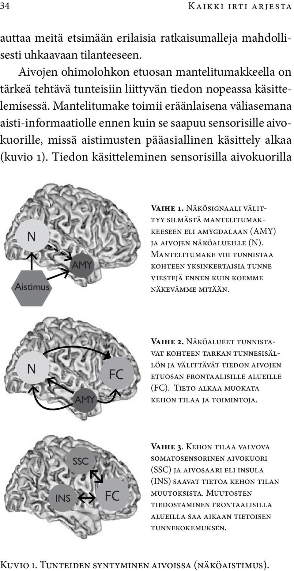 Mantelitumake toimii eräänlaisena väliasemana aisti-informaatiolle ennen kuin se saapuu sensorisille aivokuorille, missä aistimusten pääasiallinen käsittely alkaa (kuvio 1).