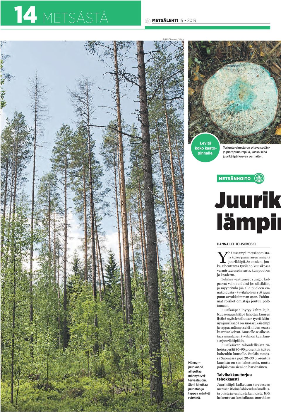 hä useampi metsänomistaja kokee painajaisen nimeltä juurikääpä. Se on sieni, jonka aiheuttama tyvilaho kuusikossa varmistuu usein vasta, kun puut on jo kaadettu.