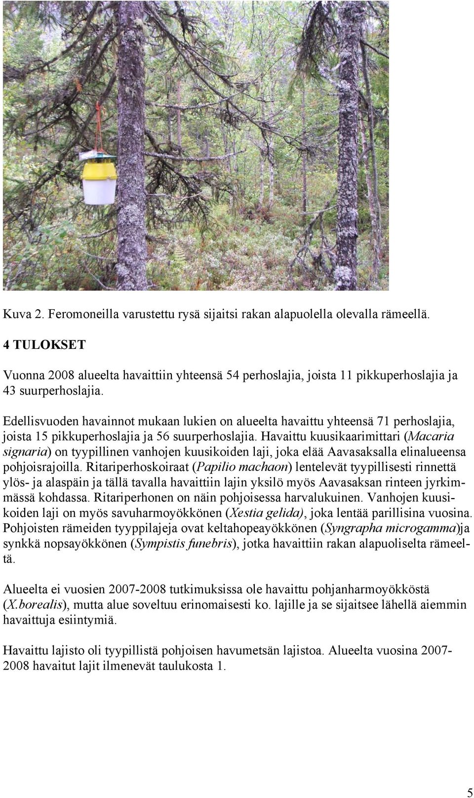 Havaittu kuusikaarimittari (Macaria signaria) on tyypillinen vanhojen kuusikoiden laji, joka elää Aavasaksalla elinalueensa pohjoisrajoilla.