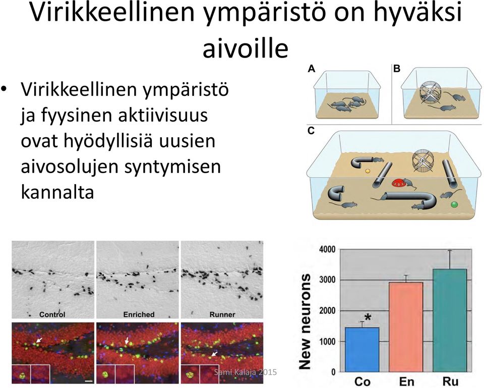 aktiivisuus ovat hyödyllisiä uusien