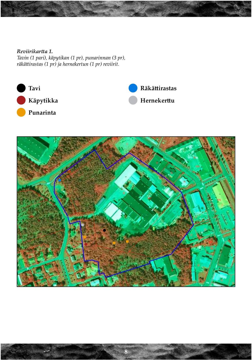 punarinnan (3 pr), räkättirastas (1 pr) ja