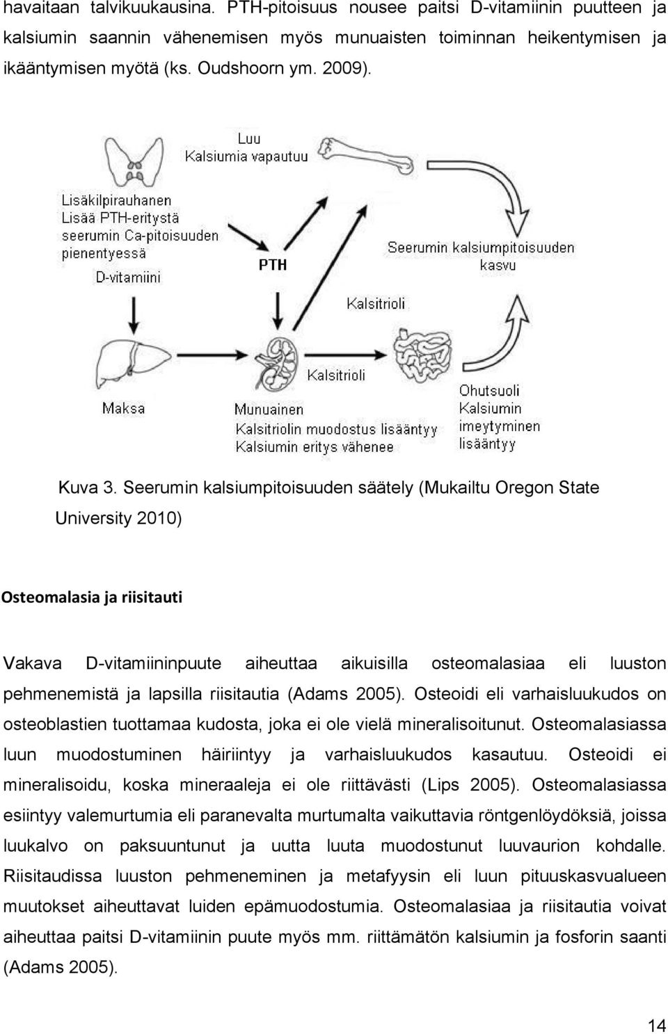Seerumin kalsiumpitoisuuden säätely (Mukailtu Oregon State University 2010) Osteomalasia ja riisitauti Vakava D-vitamiininpuute aiheuttaa aikuisilla osteomalasiaa eli luuston pehmenemistä ja lapsilla