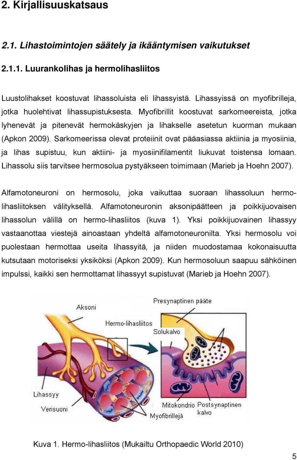 Myofibrillit koostuvat sarkomeereista, jotka lyhenevät ja pitenevät hermokäskyjen ja lihakselle asetetun kuorman mukaan (Apkon 2009).