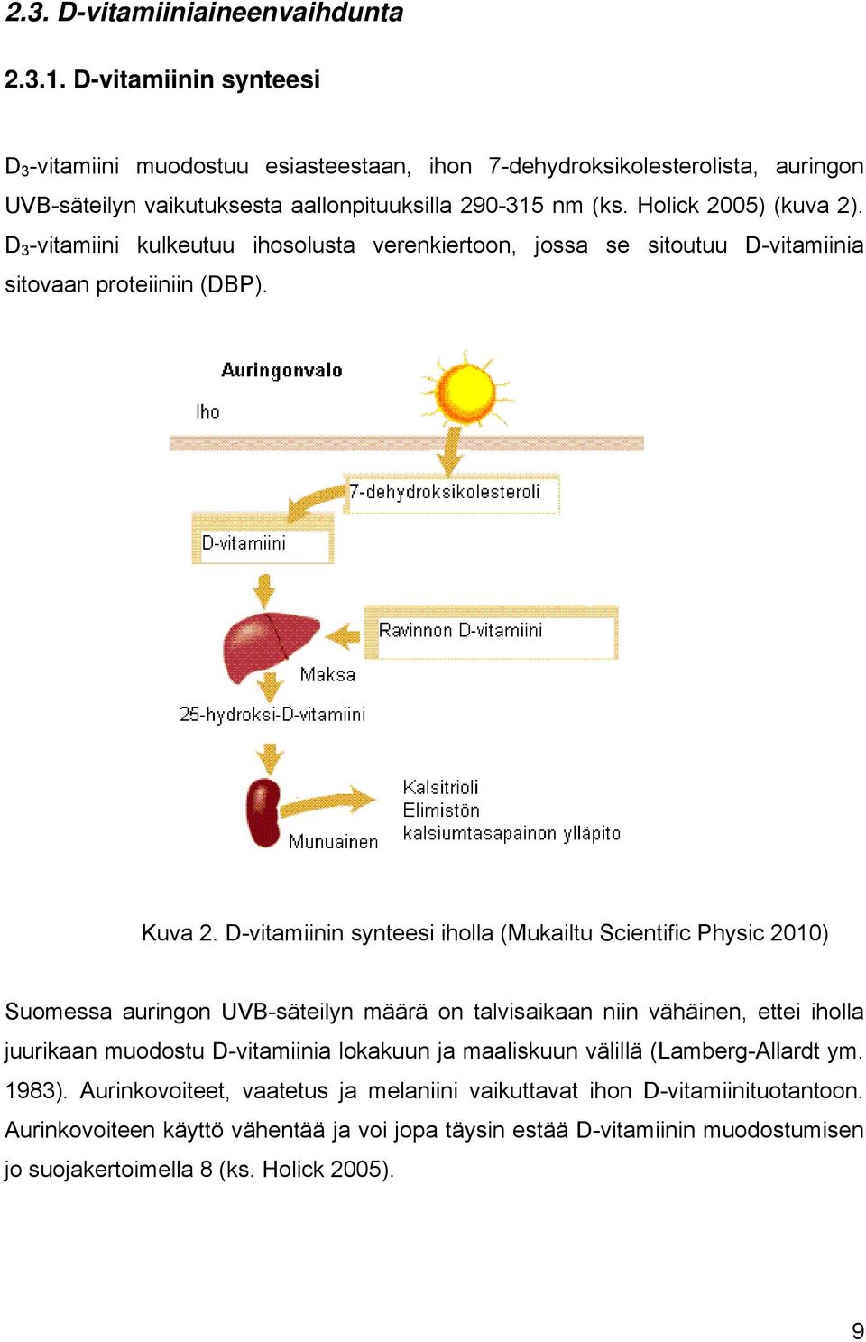 D 3 -vitamiini kulkeutuu ihosolusta verenkiertoon, jossa se sitoutuu D-vitamiinia a sitovaan proteiiniin (DBP). Kuva 2.