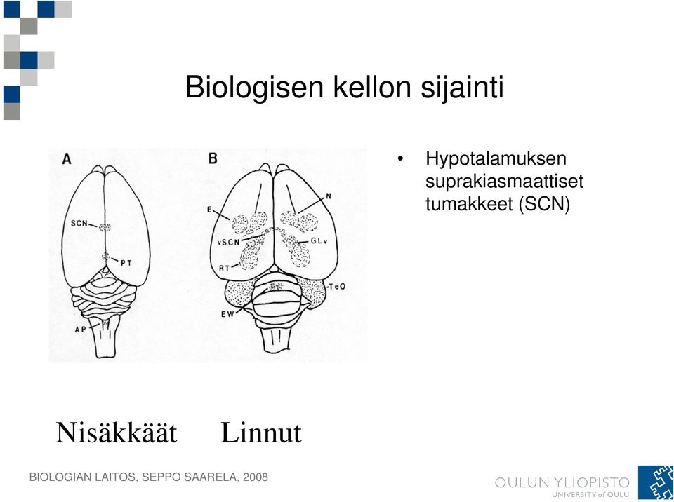 suprakiasmaattiset