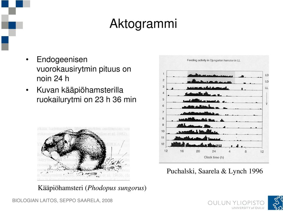 ruokailurytmi on 23 h 36 min Kääpiöhamsteri