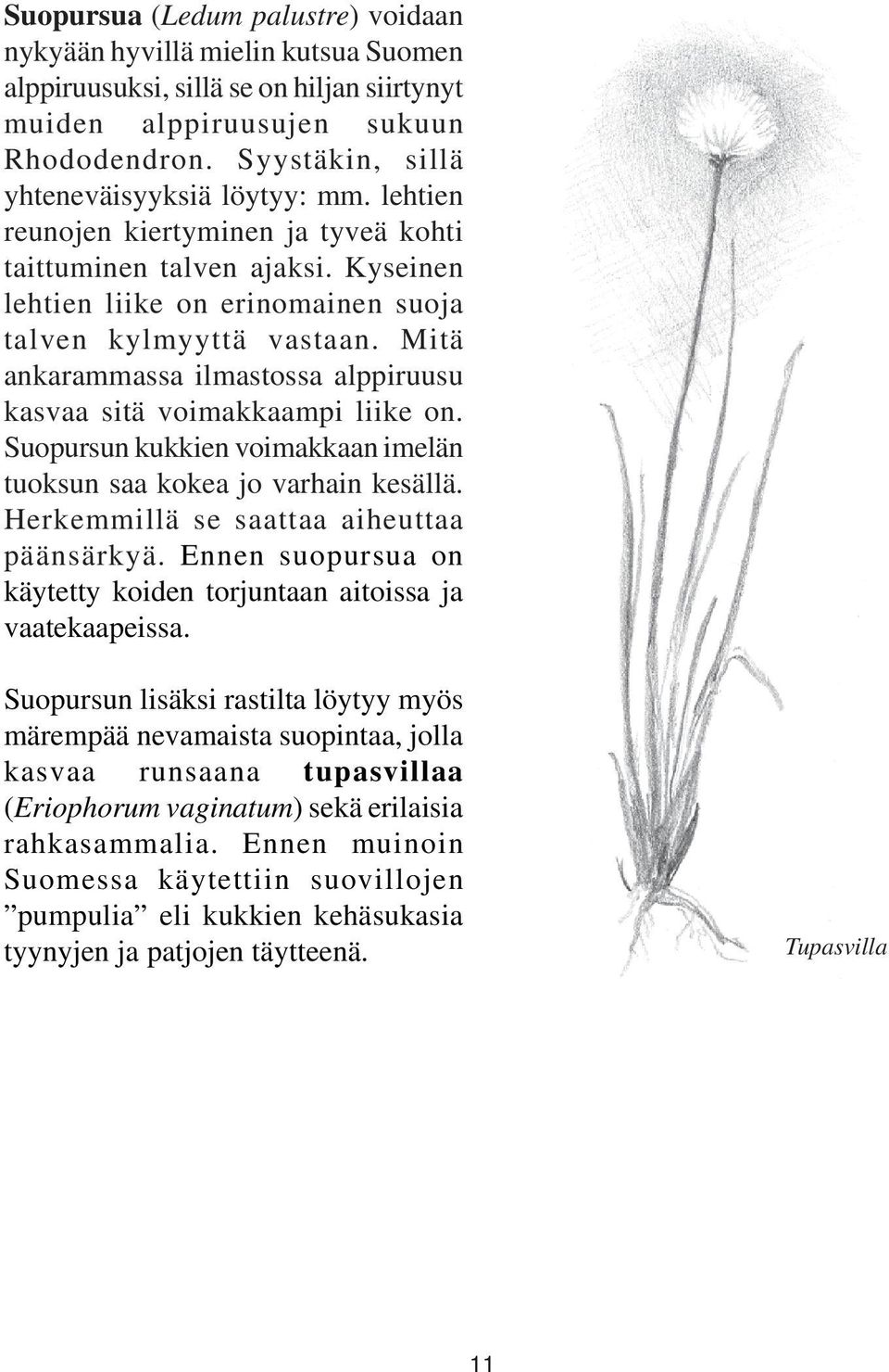 Mitä ankarammassa ilmastossa alppiruusu kasvaa sitä voimakkaampi liike on. Suopursun kukkien voimakkaan imelän tuoksun saa kokea jo varhain kesällä. Herkemmillä se saattaa aiheuttaa päänsärkyä.