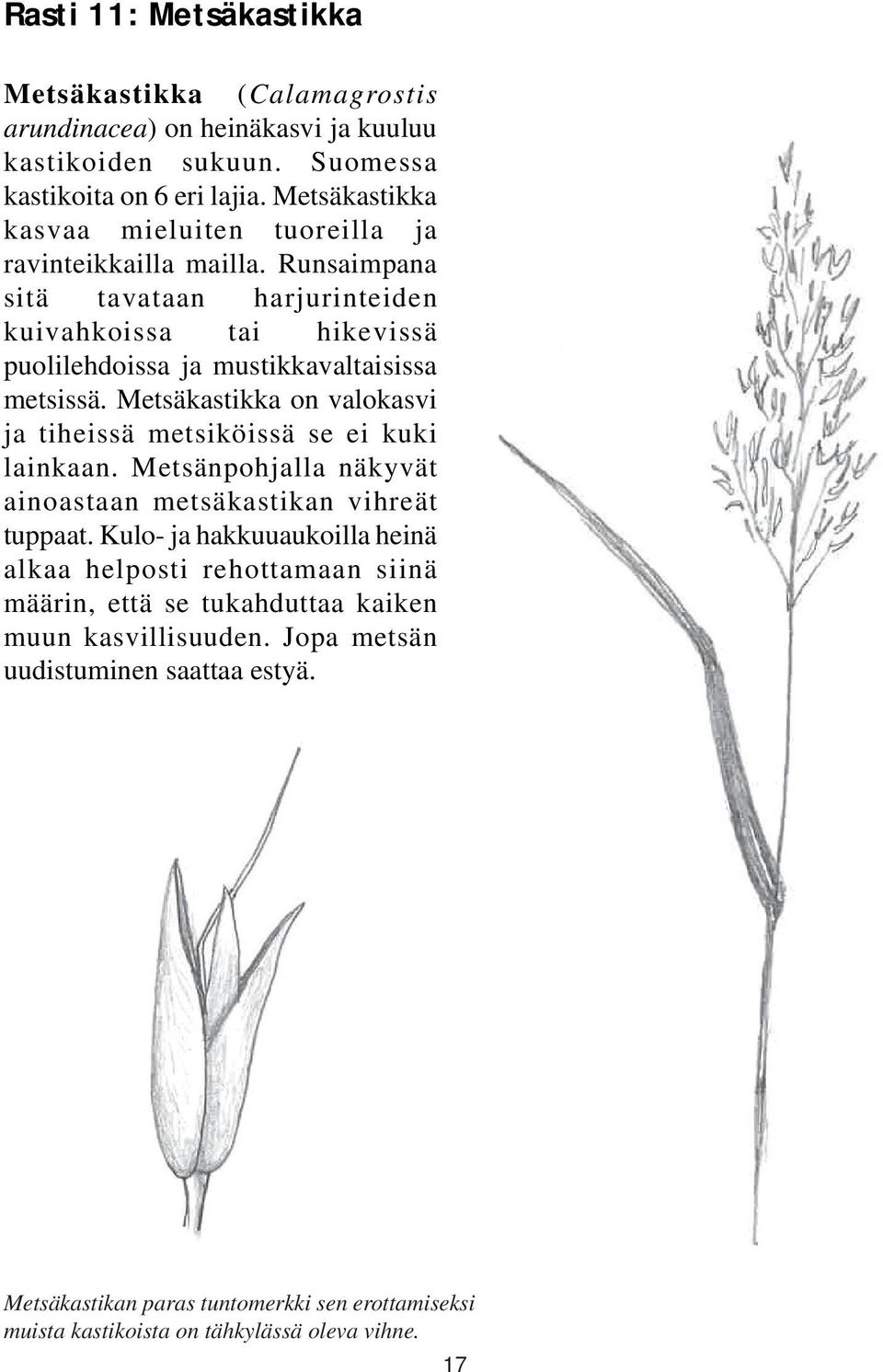 Runsaimpana sitä tavataan harjurinteiden kuivahkoissa tai hikevissä puolilehdoissa ja mustikkavaltaisissa metsissä.