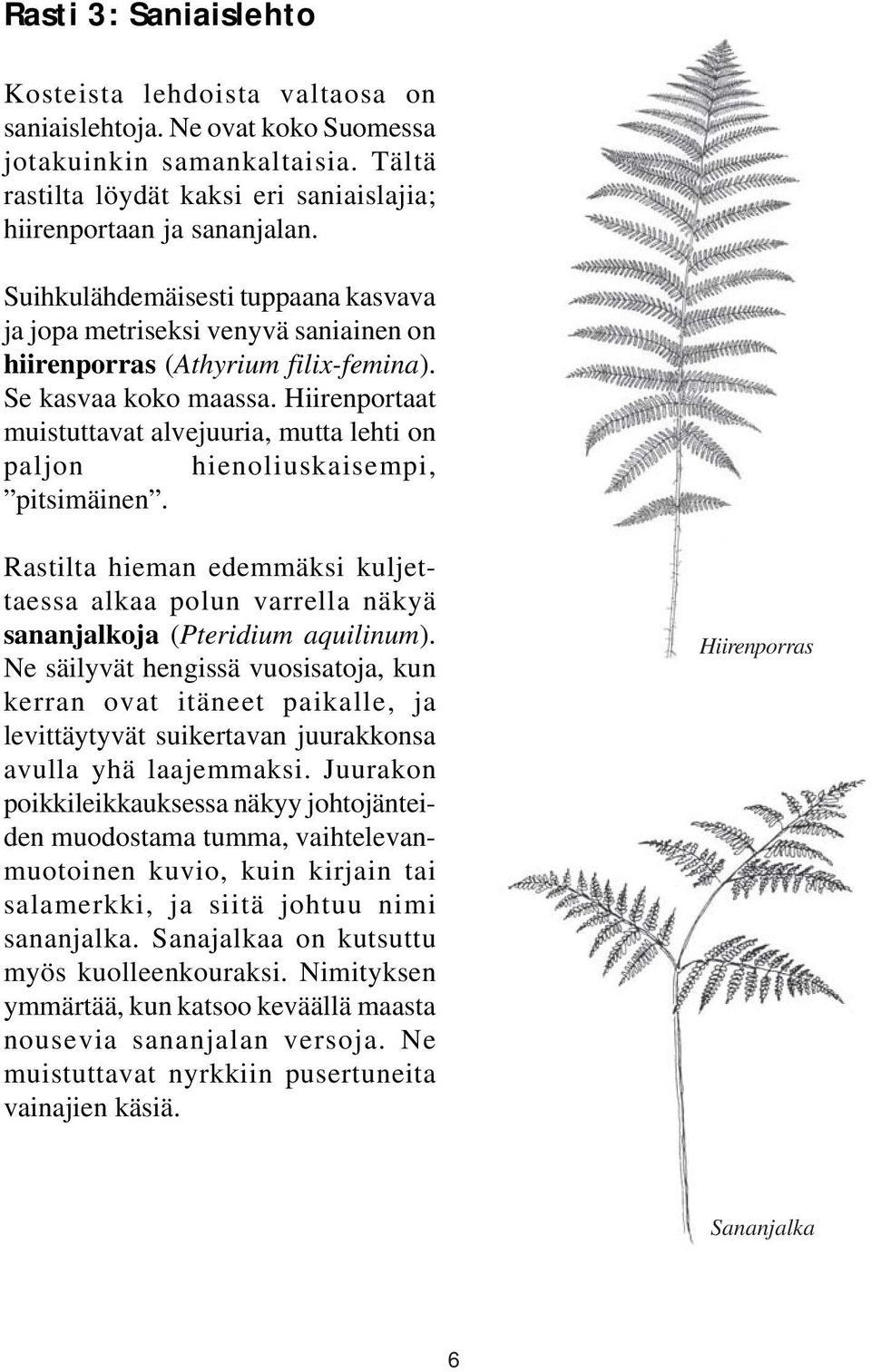 Hiirenportaat muistuttavat alvejuuria, mutta lehti on paljon hienoliuskaisempi, pitsimäinen. Rastilta hieman edemmäksi kuljettaessa alkaa polun varrella näkyä sananjalkoja (Pteridium aquilinum).