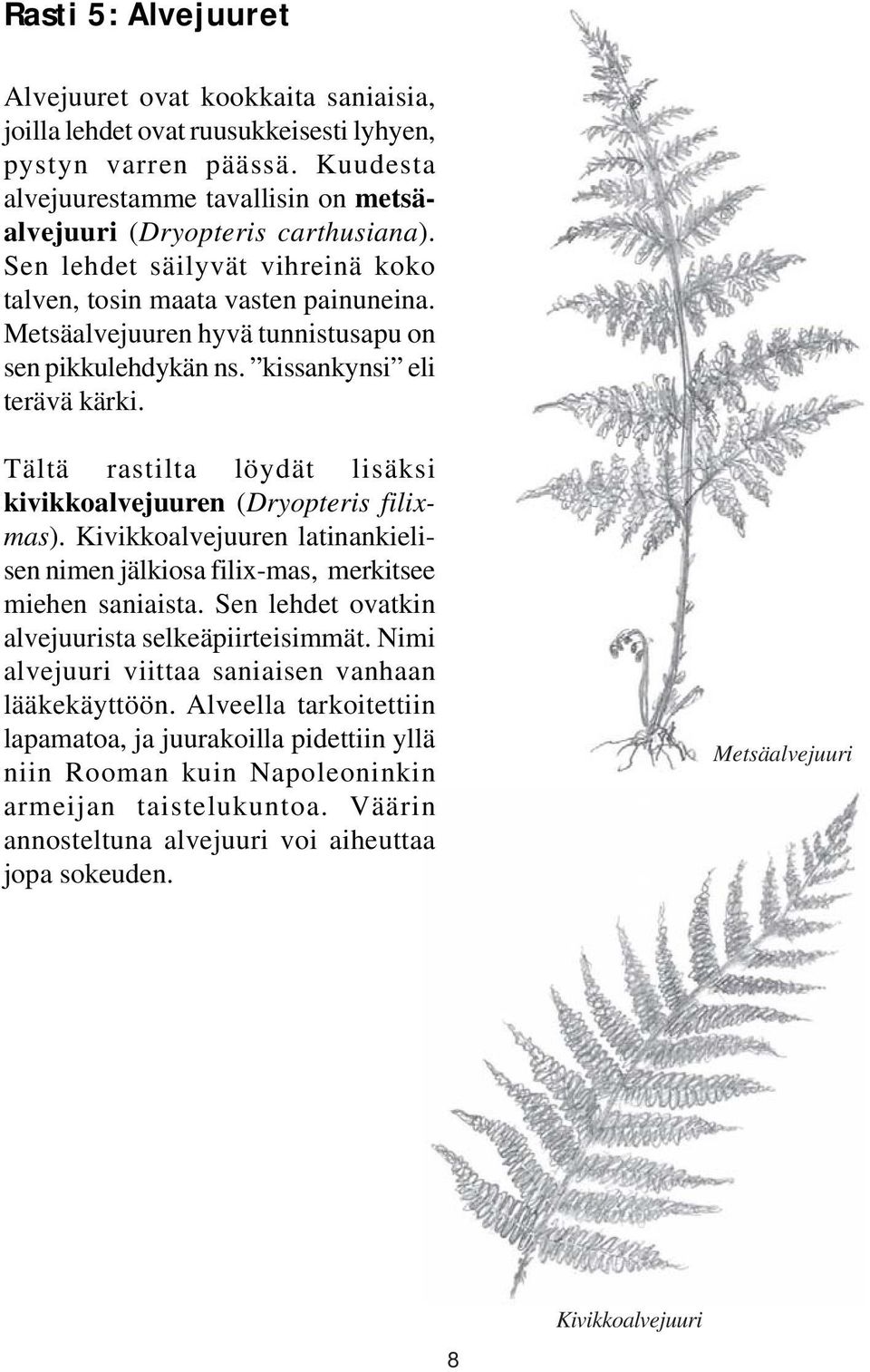 Tältä rastilta löydät lisäksi kivikkoalvejuuren (Dryopteris filixmas). Kivikkoalvejuuren latinankielisen nimen jälkiosa filix-mas, merkitsee miehen saniaista.