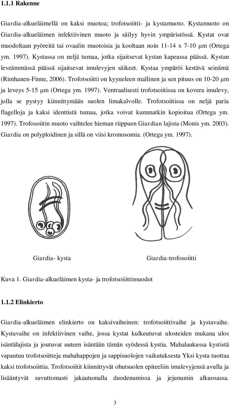 Kystan leveämmässä päässä sijaitsevat imulevyjen säikeet. Kystaa ympäröi kestävä seinämä (Rimhanen-Finne, 2006).