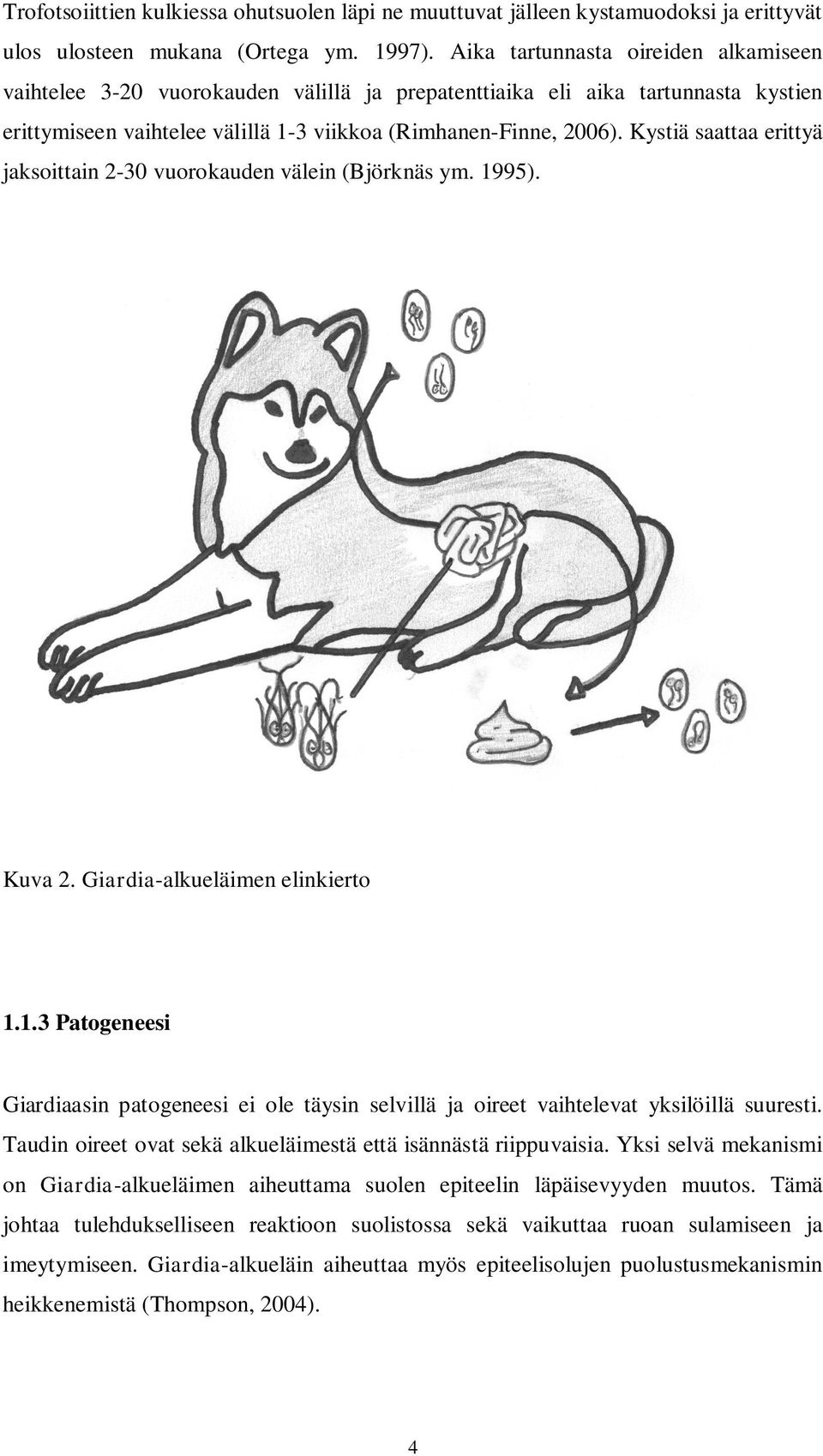 Kystiä saattaa erittyä jaksoittain 2-30 vuorokauden välein (Björknäs ym. 1995). Kuva 2. Giardia-alkueläimen elinkierto 1.1.3 Patogeneesi Giardiaasin patogeneesi ei ole täysin selvillä ja oireet vaihtelevat yksilöillä suuresti.