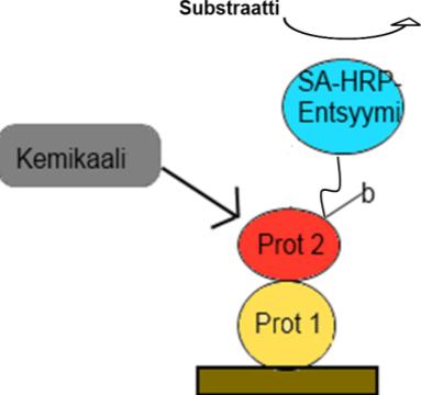 Lisätään streptavidiini-peroksidaasientsyymikompleksia, joka tunnistaa sekundääriproteiinissa olevan biotiinin. 5.