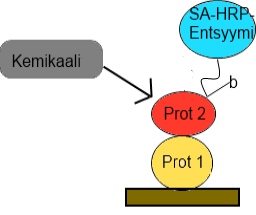 44 1. Ensin sidottuna primääriproteiini 2. Seuraavaksi on primääriproteiinin päälle sidottu sekundääriproteiini, joka on biotinyloitu 3.