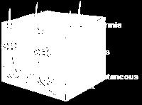 8 koostuu orvaskedestä (epidermis), verinahasta (dermis) ja ihonalaiskerroksesta (subcutis). (McMullen 2013, 1-3.) Lisäksi ihoon kuuluu apueliminä toimivat tali- ja hikirauhaset sekä karvatupet.