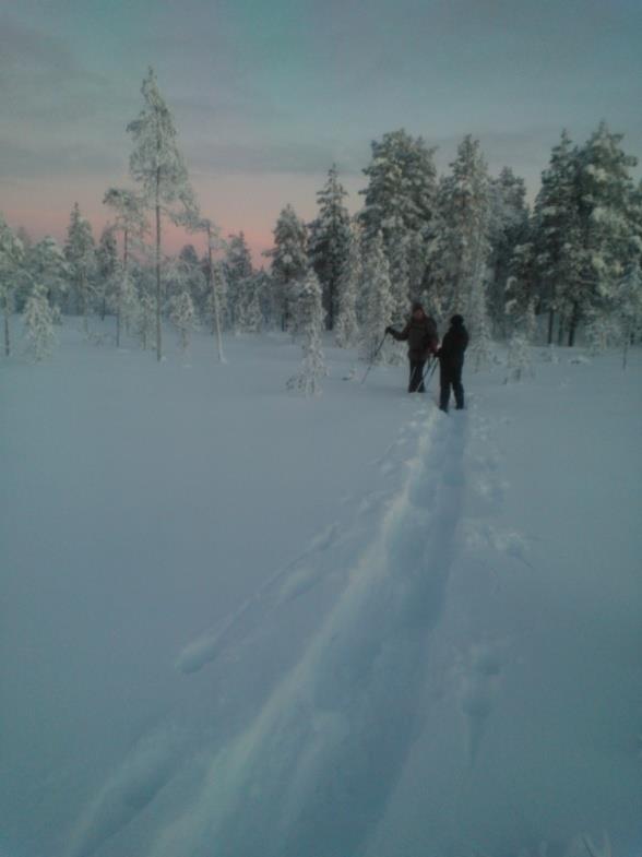 Lumikenkäretkellä poroja etsimässä Kaunis kuusimetsä kätkee sisäänsä Lapin lumisen luonnon eläimineen ja lintuineen. Tällä lumikengin tehtävällä retkellä voit kohdata jopa ahmankin jäljet lumessa.