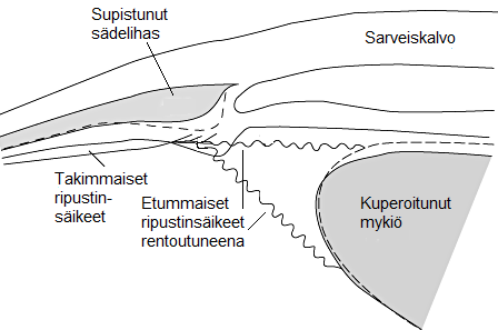 10 4 Akkommodaatio Emmetrooppinen silmä taittaa yhdensuuntaiset valonsäteet verkkokalvolle.