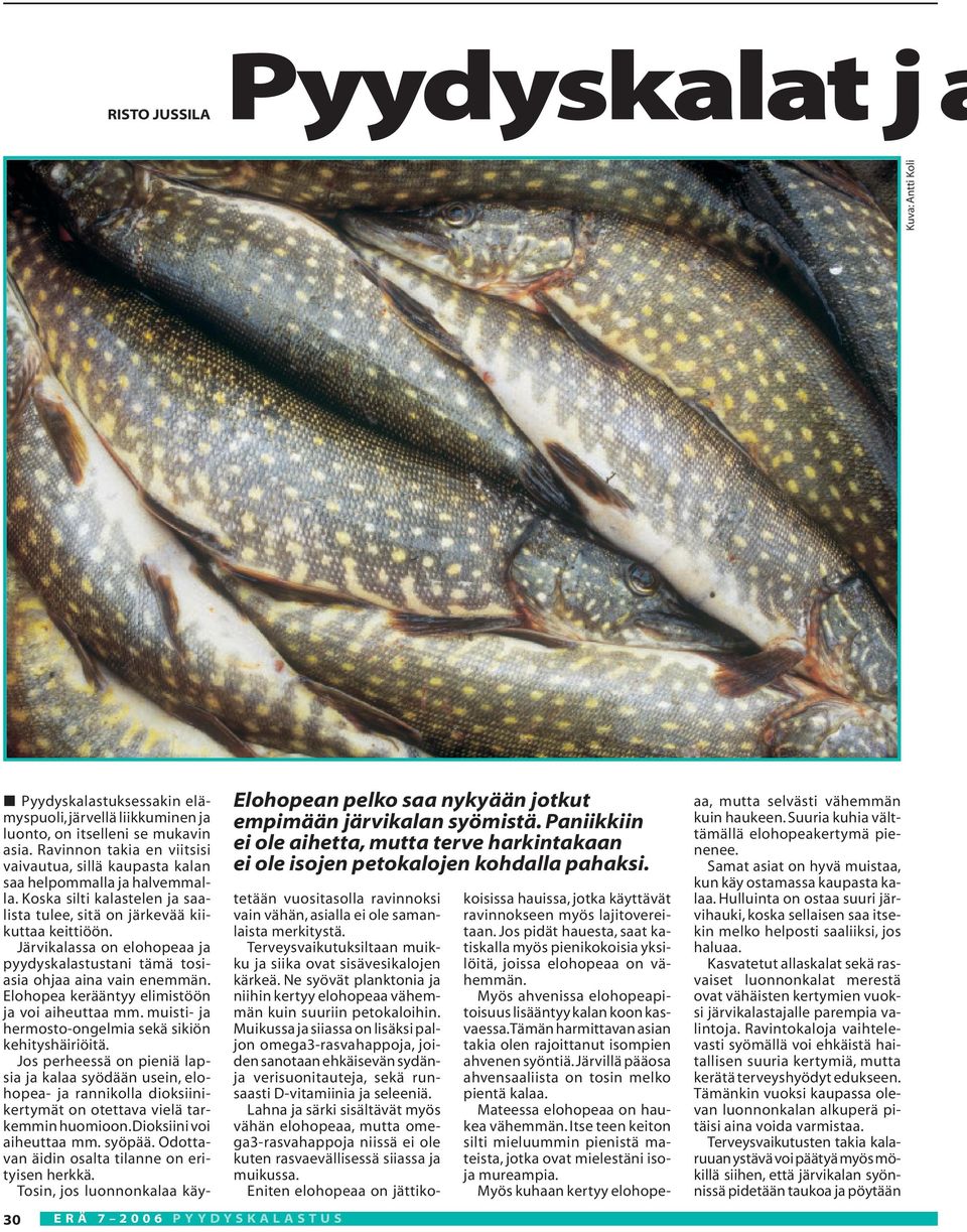 Järvikalassa on elohopeaa ja pyydyskalastustani tämä tosiasia ohjaa aina vain enemmän. Elohopea kerääntyy elimistöön ja voi aiheuttaa mm. muisti- ja hermosto-ongelmia sekä sikiön kehityshäiriöitä.