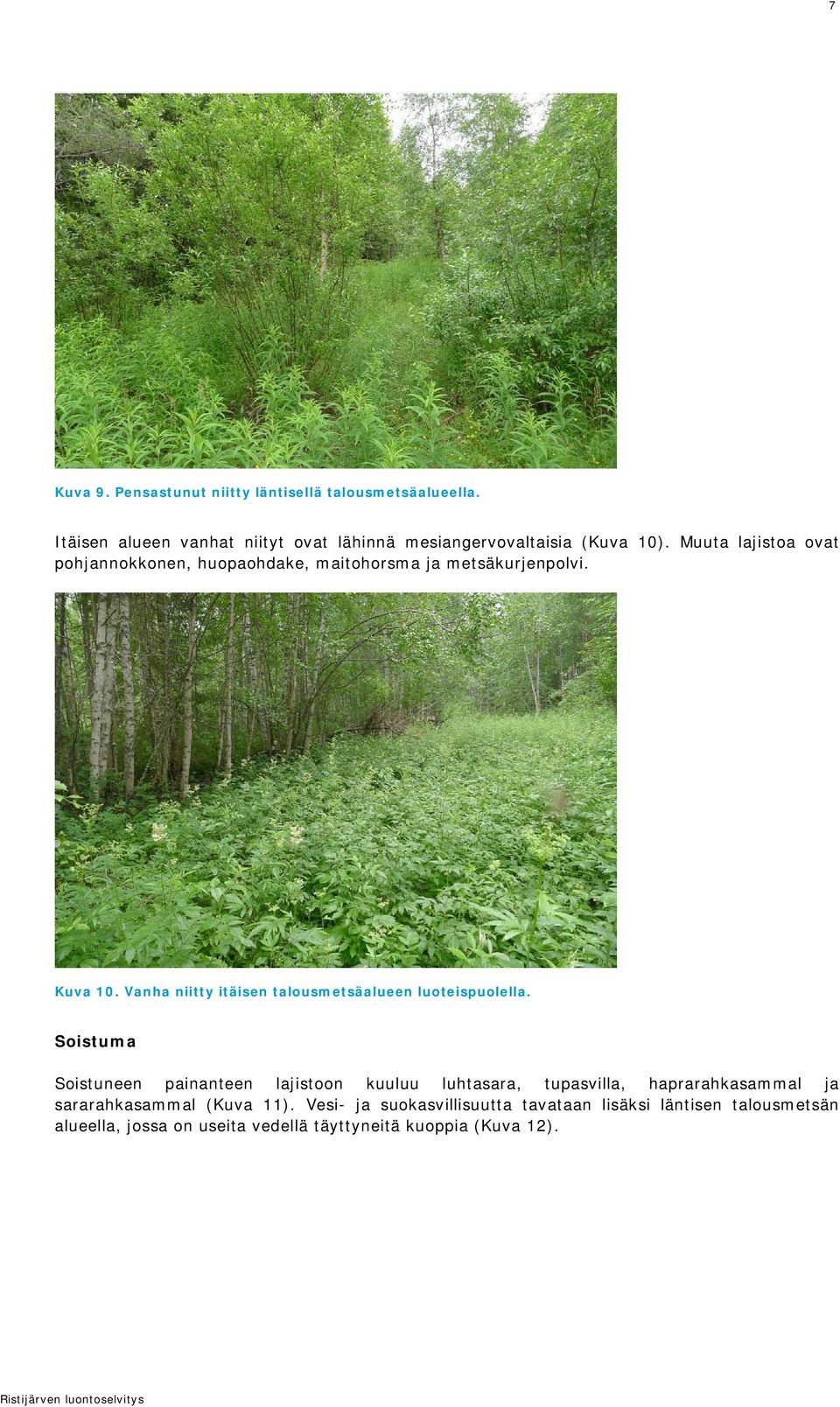 Muuta lajistoa ovat pohjannokkonen, huopaohdake, maitohorsma ja metsäkurjenpolvi. Kuva 10.