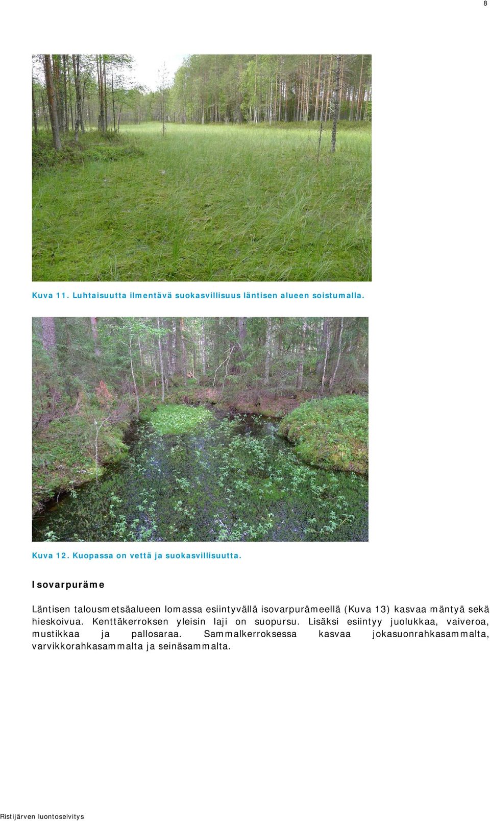 Isovarpuräme Läntisen talousmetsäalueen lomassa esiintyvällä isovarpurämeellä (Kuva 13) kasvaa mäntyä sekä