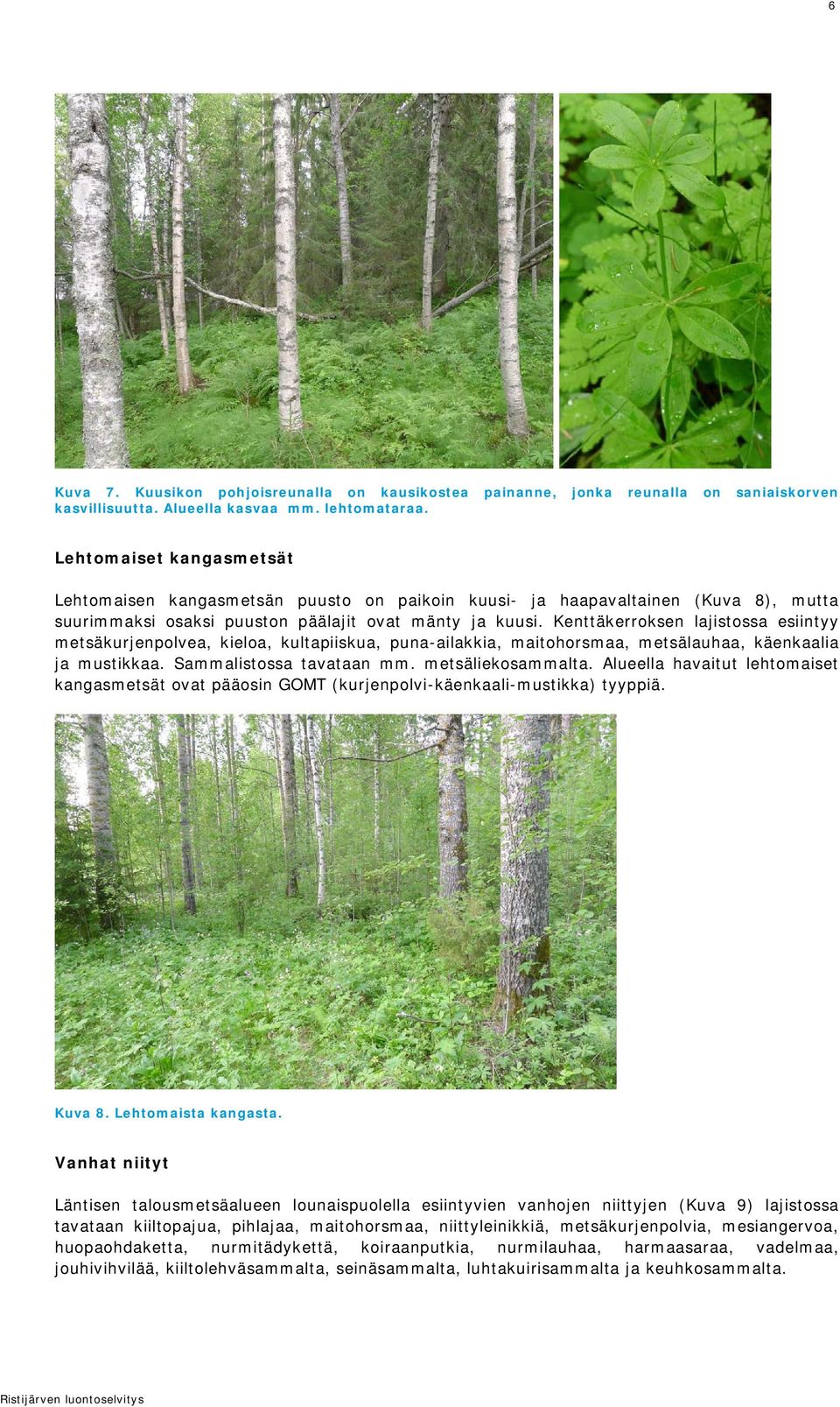 Kenttäkerroksen lajistossa esiintyy metsäkurjenpolvea, kieloa, kultapiiskua, puna-ailakkia, maitohorsmaa, metsälauhaa, käenkaalia ja mustikkaa. Sammalistossa tavataan mm. metsäliekosammalta.
