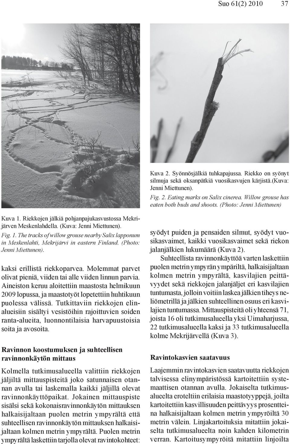 (Photo: Jenni Miettunen). kaksi erillistä riekkoparvea. Molemmat parvet olivat pieniä, viiden tai alle viiden linnun parvia.