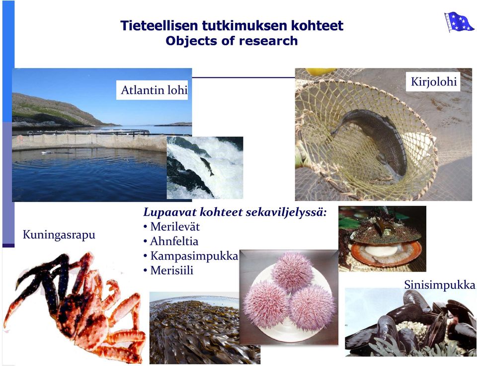 Kuningasrapu Lupaavat kohteet