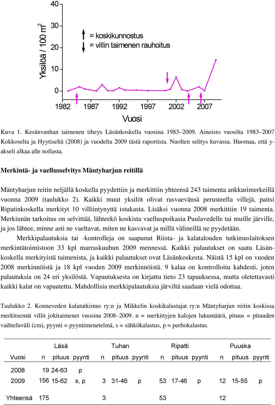 Merkintä- ja vaellusselvitys Mäntyharjun reitillä Mäntyharjun reitin neljällä koskella pyydettiin ja merkittiin yhteensä 243 taimenta ankkurimerkeillä vuonna 2009 ( taulukko 2).