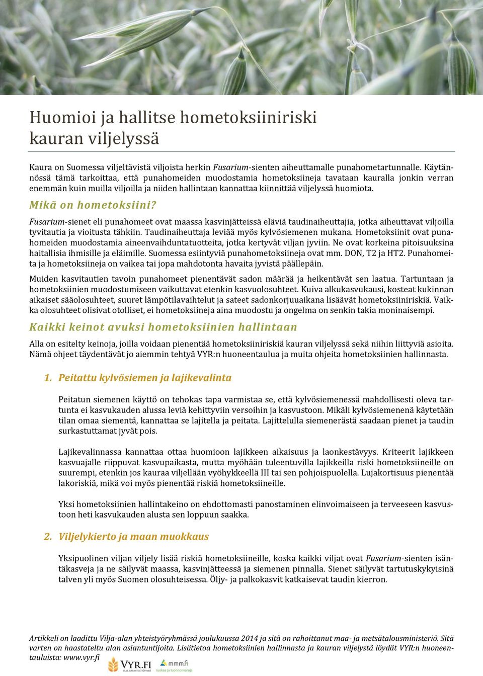 Mikä on hometoksiini? Fusarium-sienet eli punahomeet ovat maassa kasvinjätteissä eläviä taudinaiheuttajia, jotka aiheuttavat viljoilla tyvitautia ja vioitusta tähkiin.