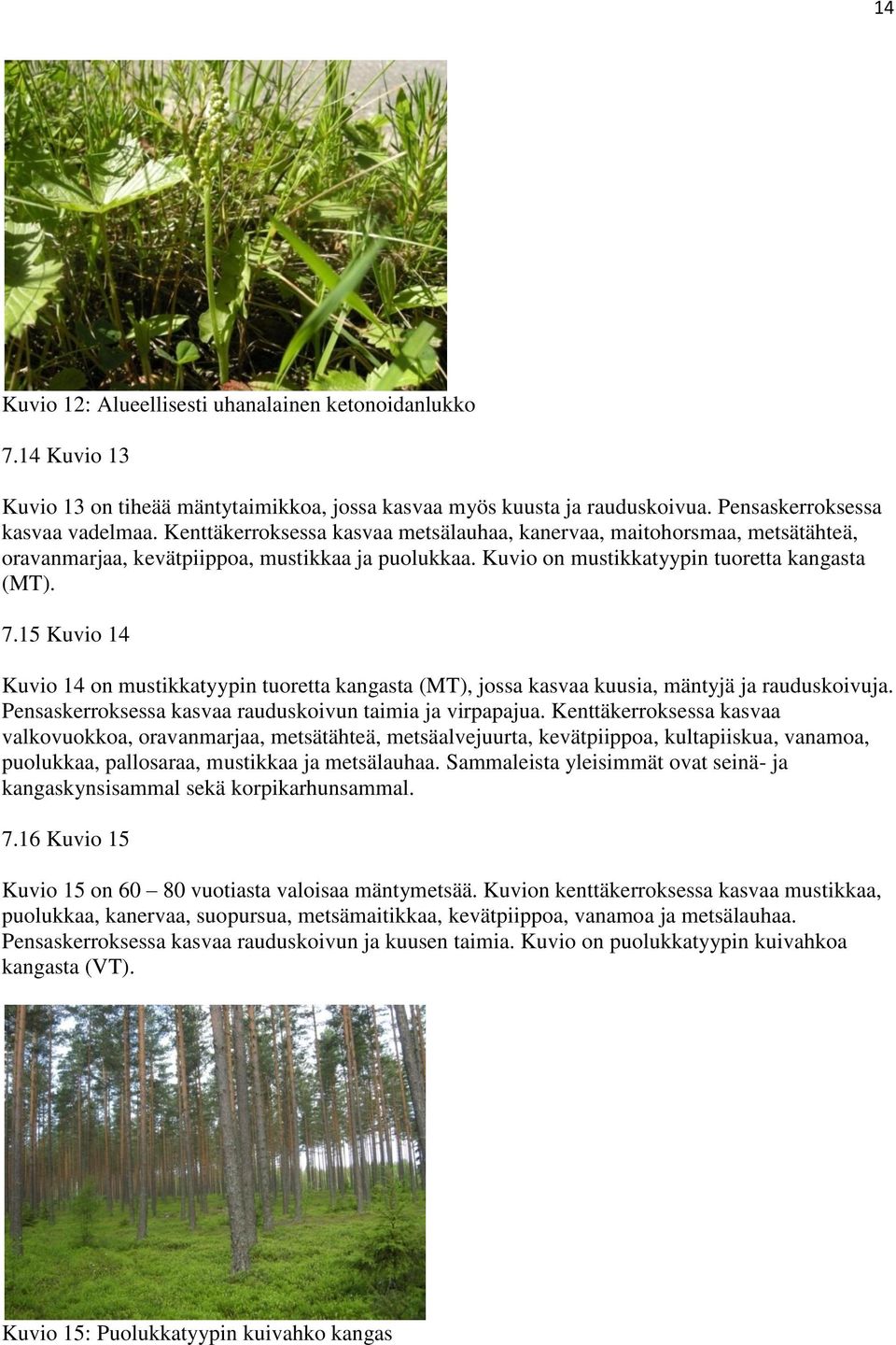 15 Kuvio 14 Kuvio 14 on mustikkatyypin tuoretta kangasta (MT), jossa kasvaa kuusia, mäntyjä ja rauduskoivuja. Pensaskerroksessa kasvaa rauduskoivun taimia ja virpapajua.