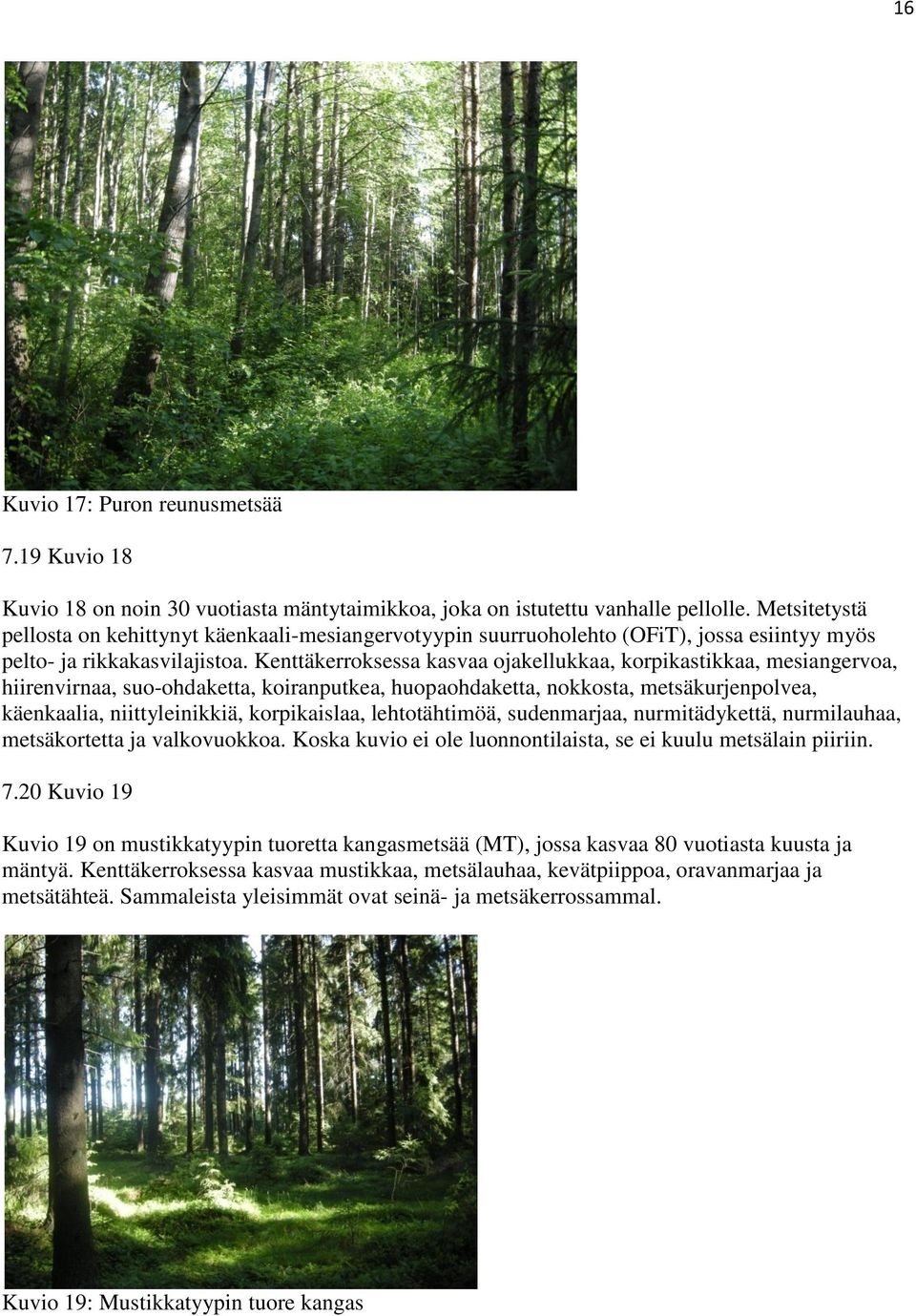 Kenttäkerroksessa kasvaa ojakellukkaa, korpikastikkaa, mesiangervoa, hiirenvirnaa, suo-ohdaketta, koiranputkea, huopaohdaketta, nokkosta, metsäkurjenpolvea, käenkaalia, niittyleinikkiä, korpikaislaa,