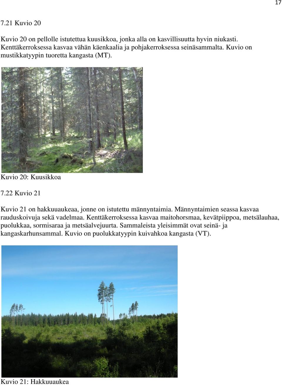 22 Kuvio 21 Kuvio 21 on hakkuuaukeaa, jonne on istutettu männyntaimia. Männyntaimien seassa kasvaa rauduskoivuja sekä vadelmaa.
