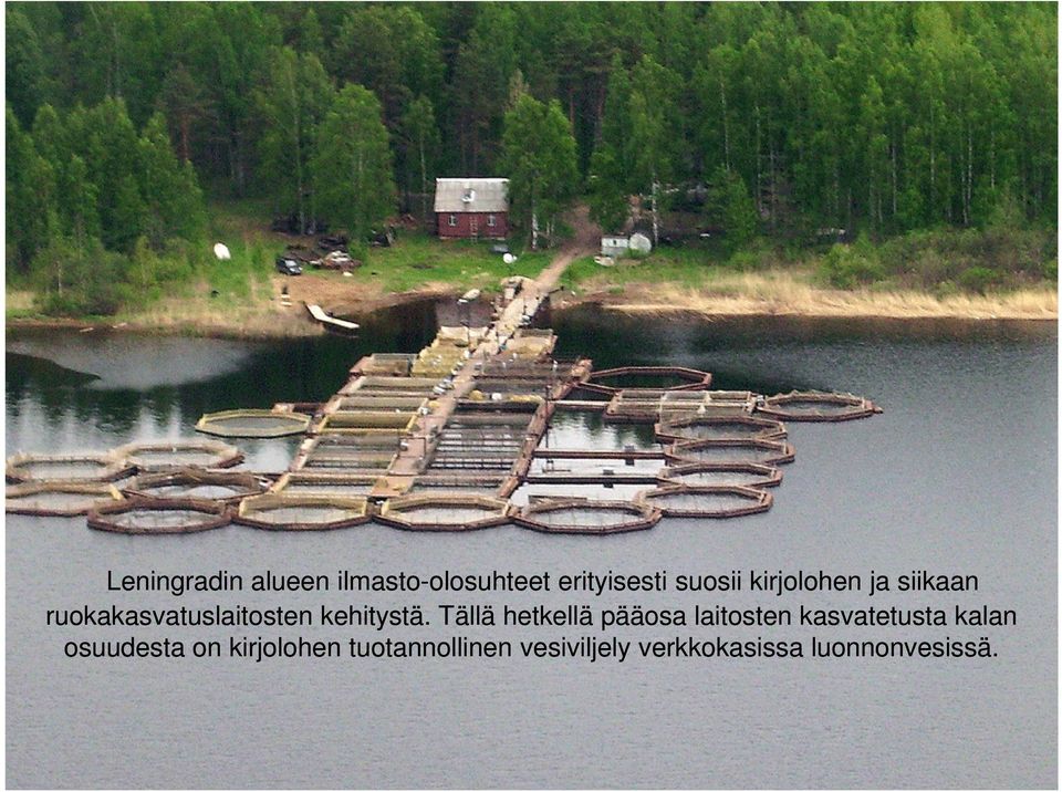 Tällä hetkellä pääosa laitosten kasvatetusta kalan osuudesta on