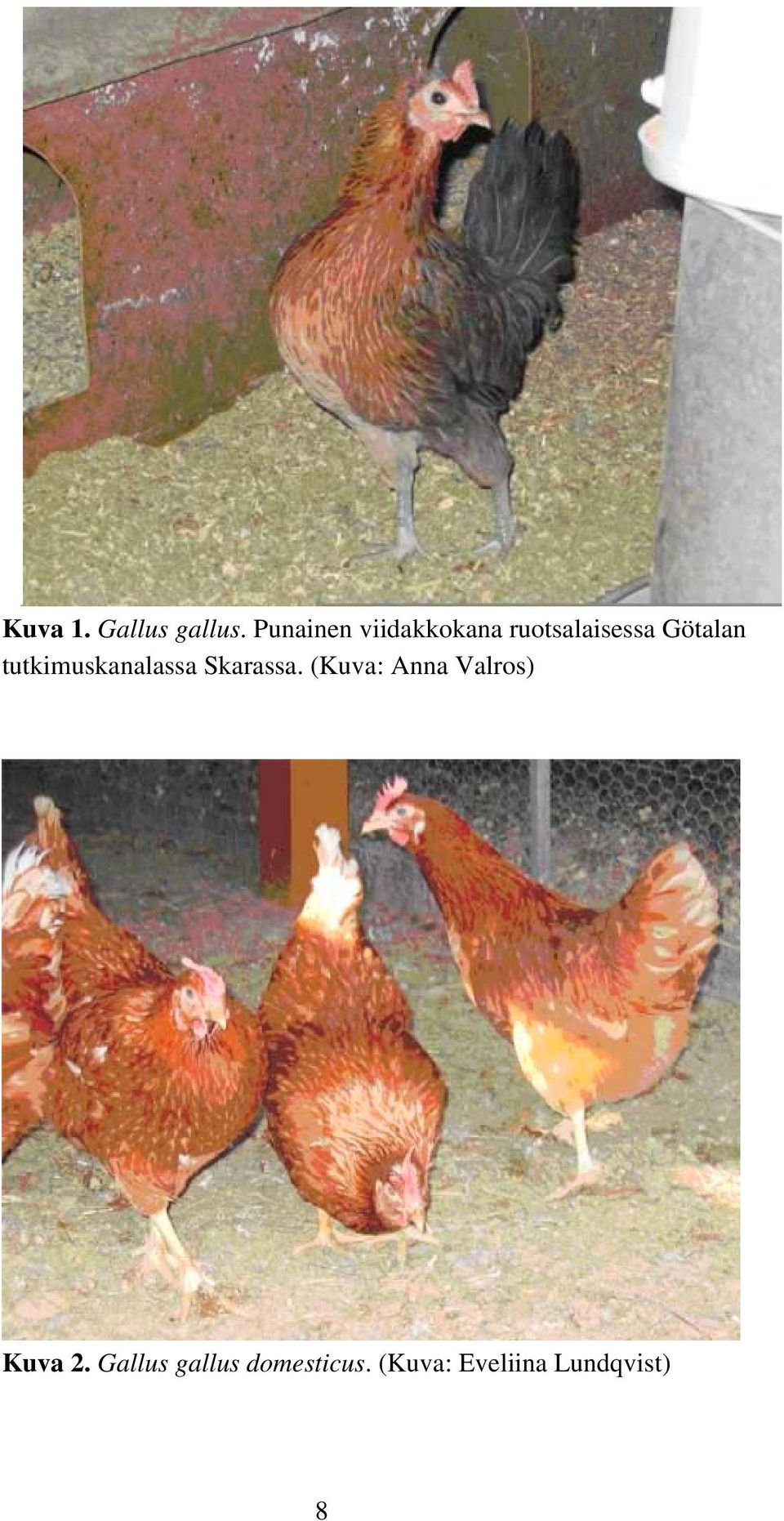 tutkimuskanalassa Skarassa.