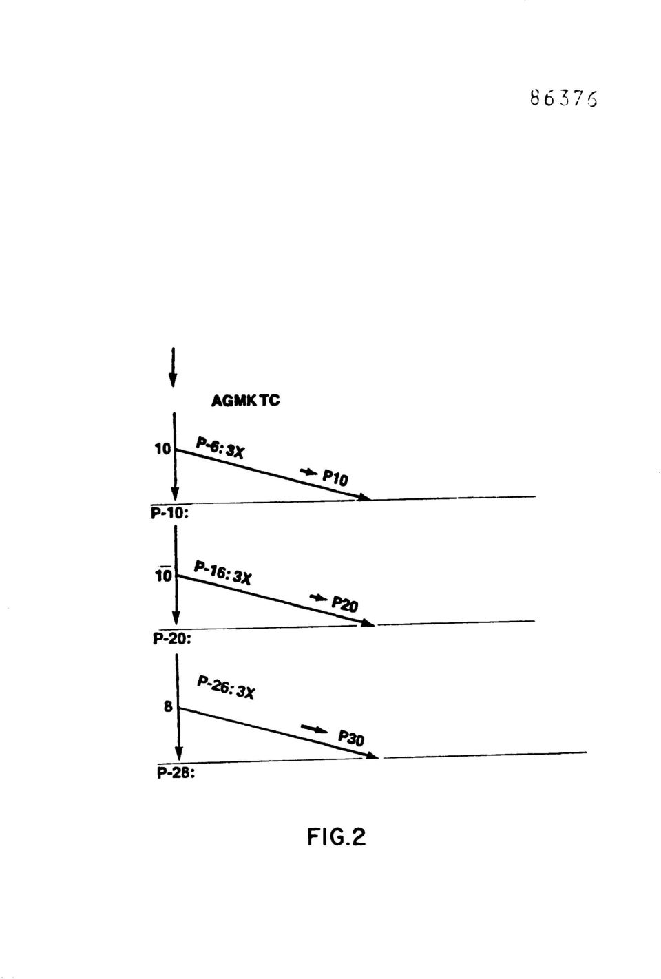 11b. pio