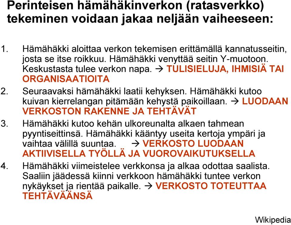 Hämähäkki kutoo kuivan kierrelangan pitämään kehystä paikoillaan. LUODAAN VERKOSTON RAKENNE JA TEHTÄVÄT 3. Hämähäkki kutoo kehän ulkoreunalta alkaen tahmean pyyntiseittinsä.