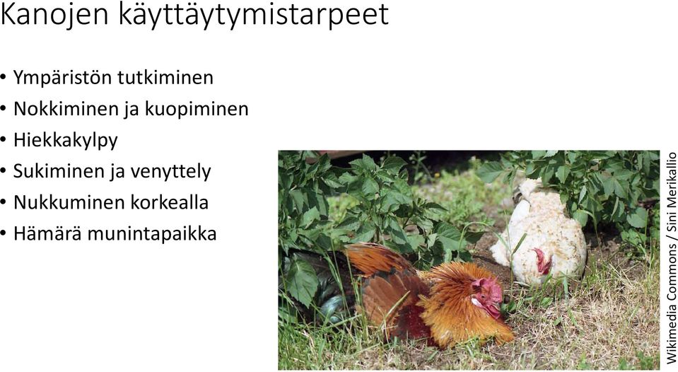 Hiekkakylpy Sukiminen ja venyttely Nukkuminen